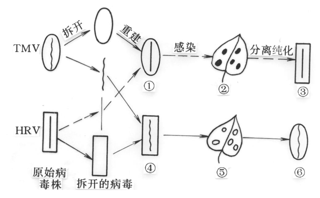江苏省自学考试《食品微生物学（二）》考试大纲